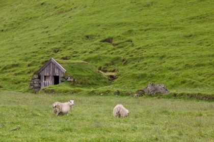 Picture of ICELAND, SKOGAR ICELANDIC SHEEP BY A HUT