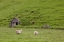 Picture of ICELAND, SKOGAR ICELANDIC SHEEP BY A HUT