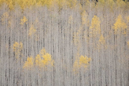 Picture of CO, WHITE RIVER NF ASPEN TREES IN WINTER