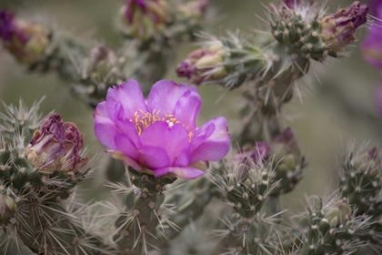 Picture of USA, COLORADO TREE CHOLLA CACTUS IN BLOOM
