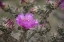 Picture of USA, COLORADO TREE CHOLLA CACTUS IN BLOOM
