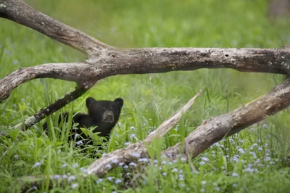 Picture of TENNESSEE, GREAT SMOKY MTS BLACK BEAR CUB