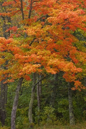 Picture of MICHIGAN AUTUMN MAPLE TREES IN FULL COLOR