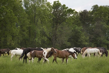 Picture of TN, GREAT SMOKY MTS HORSES IN CADES COVE