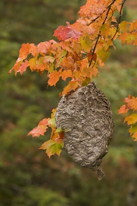 Picture of MI, BALD-FACED HORNET NEST IN A MAPLE TREE