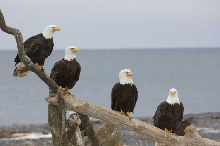 Picture of AK, KACHEMAK BAY BALD EAGLES ON DRIFTWOOD