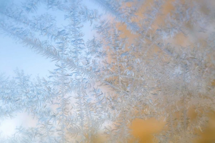 Picture of WISCONSIN, MADISON FROST PATTERNS ON GLASS