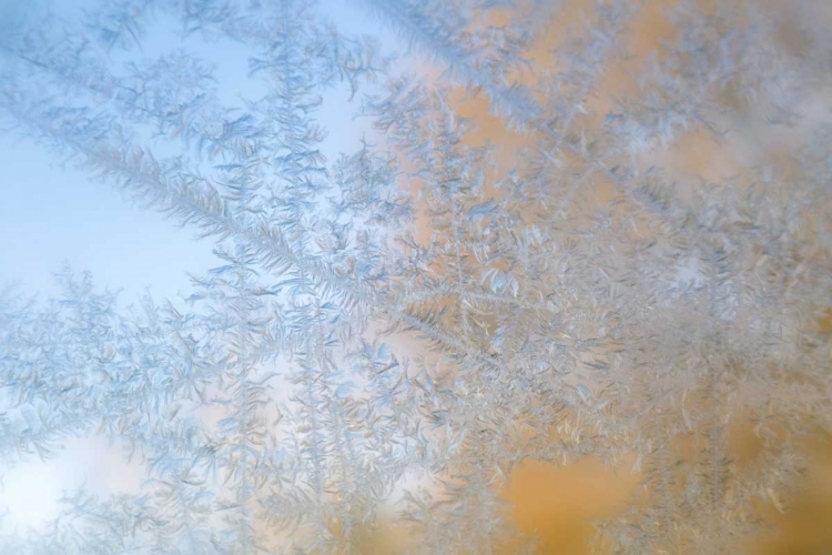 Picture of WISCONSIN, MADISON FROST PATTERNS ON GLASS