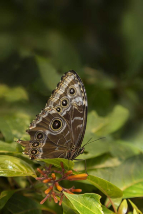 Picture of TENNESSEE, CHATTANOOGA GIANT OWL BUTTERFLY