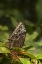Picture of TENNESSEE, CHATTANOOGA GIANT OWL BUTTERFLY