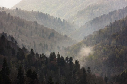 Picture of TN, GREAT SMOKY MTS MIST RISES IN A VALLEY