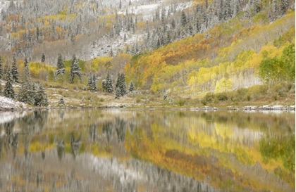 Picture of CO, MAROON LAKE, FRESH SNOW AND ASPEN TREES