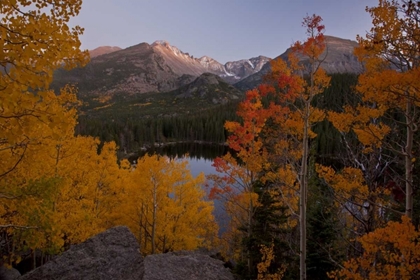 Picture of CO, ROCKY MTS ASPEN TREES FRAME LONGS PEAK