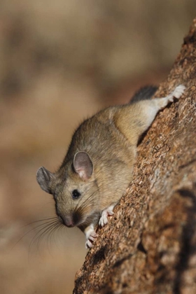 Picture of CO, PIKE NF BUSHY-TAILED WOODRAT ON A TREE