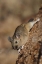 Picture of CO, PIKE NF BUSHY-TAILED WOODRAT ON A TREE