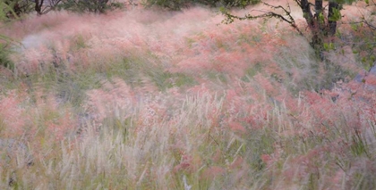 Picture of NAMIBIA, ETOSHA NP GRASSES MOVING IN THE WIND