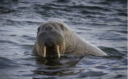 Picture of NORWAY, SVALBARD WALRUS LOOKING AT THE CAMERA