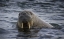 Picture of NORWAY, SVALBARD WALRUS LOOKING AT THE CAMERA