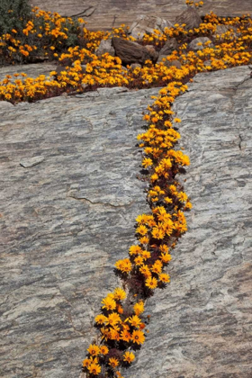 Picture of SOUTH NAMAQUALAND FLOWER BLOSSOMS AMONG ROCKS