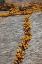 Picture of SOUTH NAMAQUALAND FLOWER BLOSSOMS AMONG ROCKS