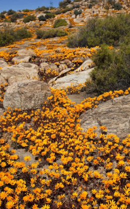 Picture of SOUTH NAMAQUALAND FLOWER BLOSSOMS AMONG ROCKS