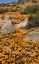 Picture of SOUTH NAMAQUALAND FLOWER BLOSSOMS AMONG ROCKS