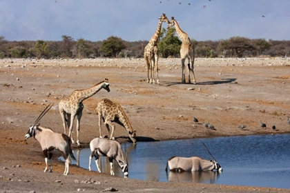 Picture of NAMIBIA, ETOSHA NP ORYX AND GIRAFFE AT CHUDOP