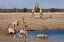 Picture of NAMIBIA, ETOSHA NP ORYX AND GIRAFFE AT CHUDOP
