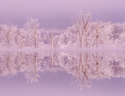 Picture of CANADA, OTTAWA FROSTED TREES BY SHIRLEYS BAY