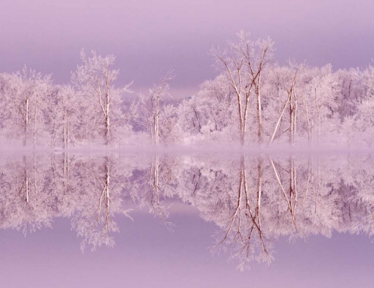 Picture of CANADA, OTTAWA FROSTED TREES BY SHIRLEYS BAY