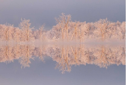 Picture of CANADA, OTTAWA FROSTED TREES BY SHIRLEYS BAY