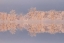 Picture of CANADA, OTTAWA FROSTED TREES BY SHIRLEYS BAY