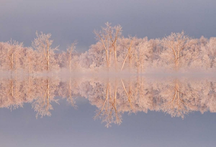 Picture of CANADA, OTTAWA FROSTED TREES BY SHIRLEYS BAY