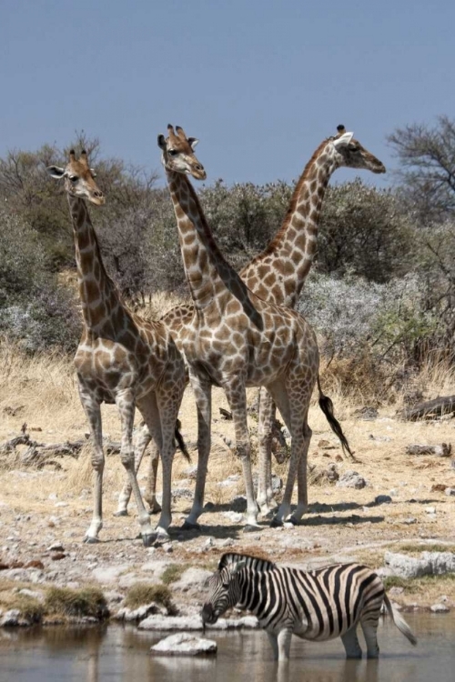 Picture of GIRAFFE AND ZEBRA AT WATER, ETOSHA NP, NAMIBIA