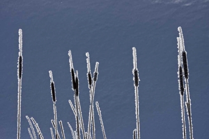 Picture of CANADA, BC BULRUSHES COATED WITH HOAR FROST