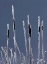 Picture of CANADA, BC BULRUSHES COATED WITH HOAR FROST