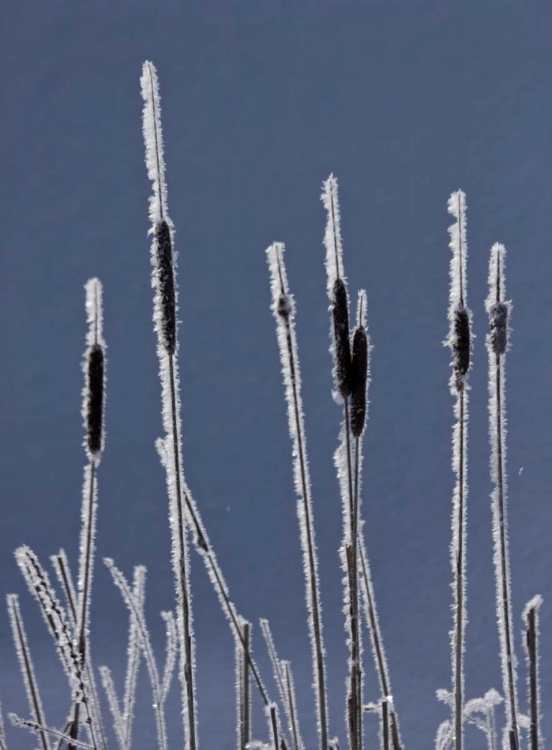 Picture of CANADA, BC BULRUSHES COATED WITH HOAR FROST