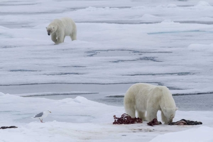 Picture of NORWAY, SVALBARD POLAR BEARS AND SEAL CARCASS