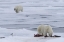 Picture of NORWAY, SVALBARD POLAR BEARS AND SEAL CARCASS