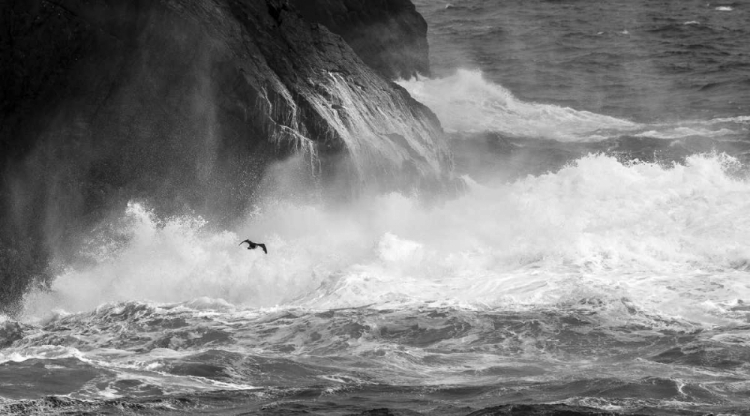 Picture of ANTARCTICA CORMORANT FLYING OVER FROTHING SEA