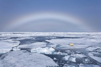 Picture of NORWAY, SVALBARD POLAR BEAR ON BROKEN SEA ICE