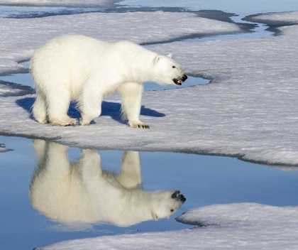 Picture of NORWAY, SVALBARD POLAR BEAR REFLECTED IN POOL