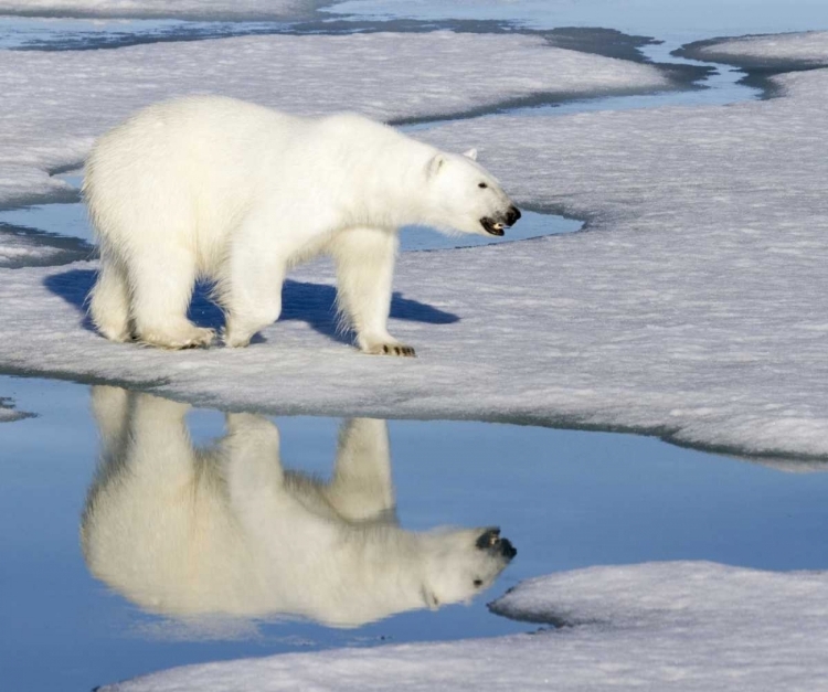 Picture of NORWAY, SVALBARD POLAR BEAR REFLECTED IN POOL