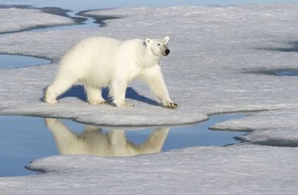 Picture of NORWAY, SVALBARD POLAR BEAR REFLECTED IN POOL