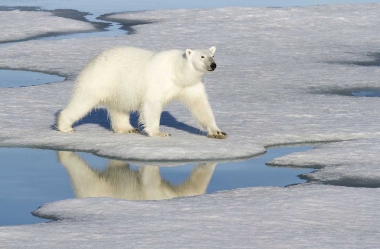 Picture of NORWAY, SVALBARD POLAR BEAR REFLECTED IN POOL