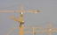 Picture of UAE, DUBAI, MARINA YELLOW CONSTRUCTION CRANES