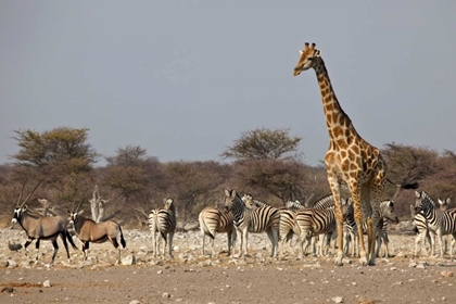 Picture of NAMIBIA, ETOSHA NP ANIMALS ONGREGATE AT WATER