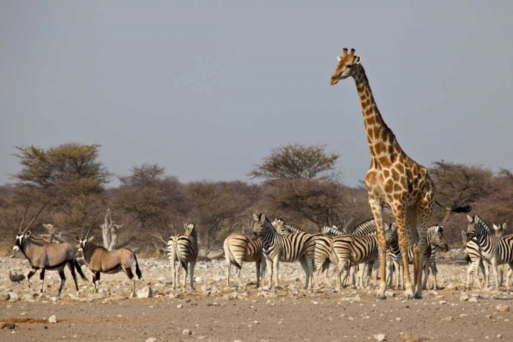 Picture of NAMIBIA, ETOSHA NP ANIMALS ONGREGATE AT WATER
