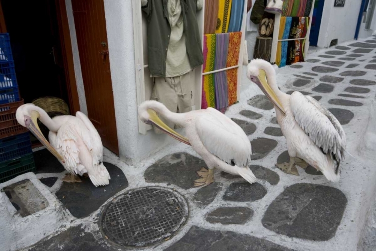 Picture of GREECE, MYKONOS, HORA THREE PELICANS GROOMING