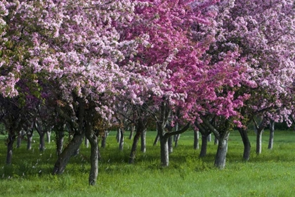 Picture of CANADA, ONTARIO, OTTAWA GROVE OF CHERRY TREES